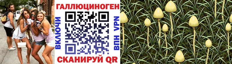 купить   Шахунья  Галлюциногенные грибы GOLDEN TEACHER 